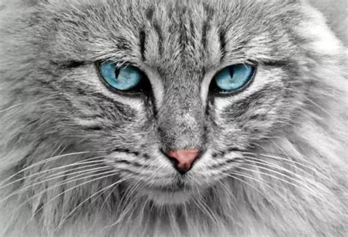 A Saluzzo il corso "Diploma di lingua felina" A Saluzzo il corso "Diploma di lingua felina"