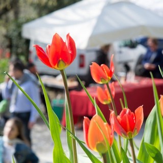 Tulipani a corte - Govone, immagine di repertorio
