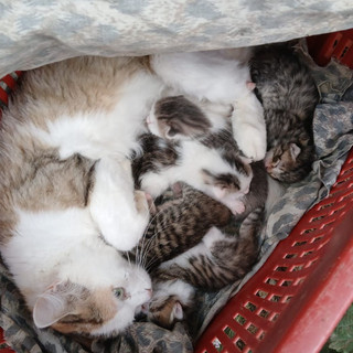 Abbandonano mamma gatta con i piccoli a Vicoforte, soccorsi da "Una zampa per la vita"