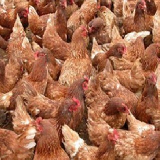 Aviaria, 30mila galline abbattute nel Monferrato. Riboldi rassicura: "Situazione sotto controllo e costantemente monitorata"