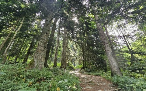Un bagno di foresta: in Alta Valle Pesio si inaugura il "Cammino del bosco"