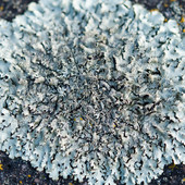 I licheni sentinelle dell'ambiente: corso gratuito online del Parco del Monviso