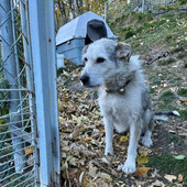 il cane Diana il cane Diana