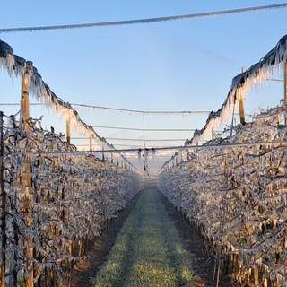 La situazione nel Saviglianese _Foto Ariaudo