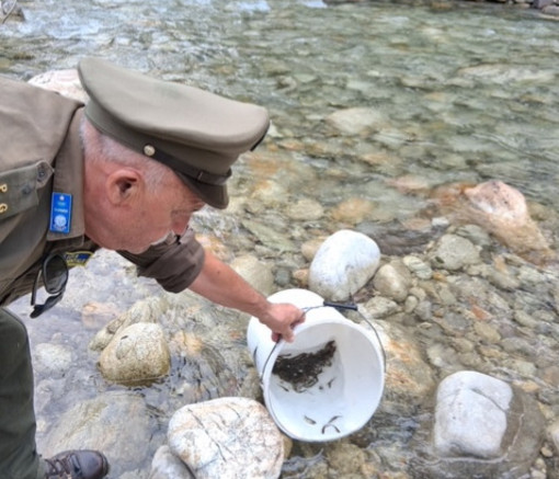 "L’immissione di trote iridee femmine salva la stagione della pesca in Granda" "L’immissione di trote iridee femmine salva la stagione della pesca in Granda"