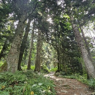 Un bagno di foresta: in Alta Valle Pesio si inaugura il "Cammino del bosco"