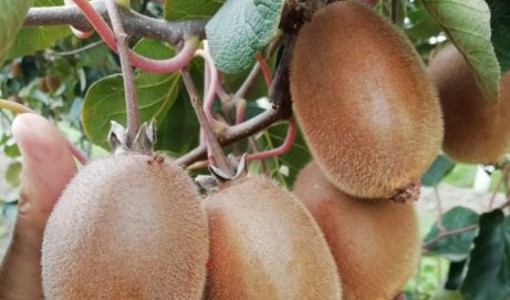 Frutta, Coldiretti Cuneo: "Sbloccati i risarcimenti 2023 e 2024 per pere e kiwi"
