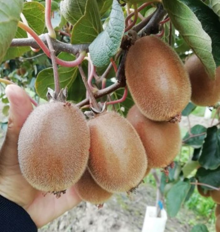 Frutta, Coldiretti Cuneo: "Sbloccati i risarcimenti 2023 e 2024 per pere e kiwi"