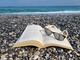Il Caffè Letterario di Bra è bollente con “L’amante di Lady Chatterley” di D.H. Lawrence
