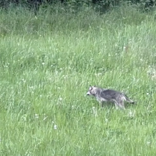 Avvistato un lupo che si aggira a Villanova Mondovì [VIDEO]