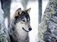 Confagricoltura: troppi lupi in Piemonte, occorre intervenire