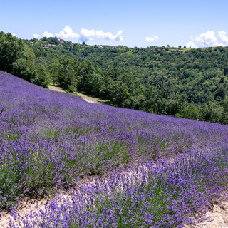 Lo spettacolo viola della lavanda a Sale San Giovanni