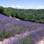 Lo spettacolo viola della lavanda a Sale San Giovanni Lo spettacolo viola della lavanda a Sale San Giovanni