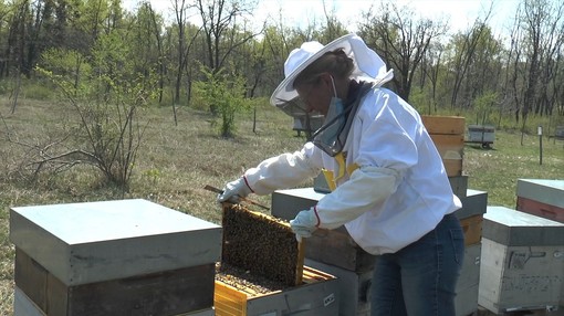 Lidia Agnello, presidente Aspromiele, al lavoro con le api