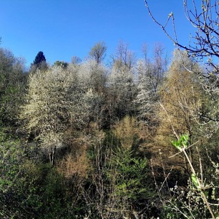 Un Natale per la natura: Langa Silvatica lancia la campagna per salvare i boschi delle Langhe