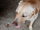 In zona Caraglio - San Pietro Del Gallo trovato un cane labrador color miele