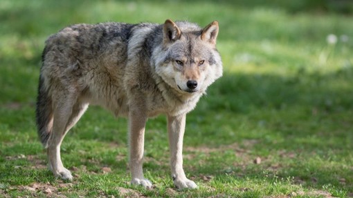 La denuncia di Coldiretti: "Un vitello predato dai lupi all'interno di una stalla nella pianura del Morozzese, serve intervenire" La denuncia di Coldiretti: "Un vitello predato dai lupi all'interno di una stalla nella pianura del Morozzese, serve intervenire"