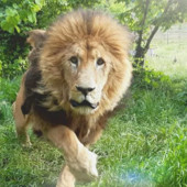Murazzano, addio a Masai, leone del Parco Safari: aveva 22 anni Murazzano, addio a Masai, leone del Parco Safari: aveva 22 anni