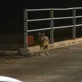 Il sindaco di Cervasca ai suoi concittadini: "C'è un lupo sul nostro territorio, non lasciate alimenti in giro"