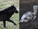 Murazzano: morti tre lupi (sospetto avvelenamento) e il cucciolo di dromedario al parco safari