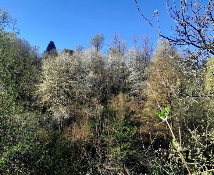 Un Natale per la natura: Langa Silvatica lancia la campagna per salvare i boschi delle Langhe
