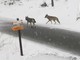 In Valle Pesio, avvistati due lupi sotto la neve al Villaggio d'Ardua (FOTO E VIDEO)