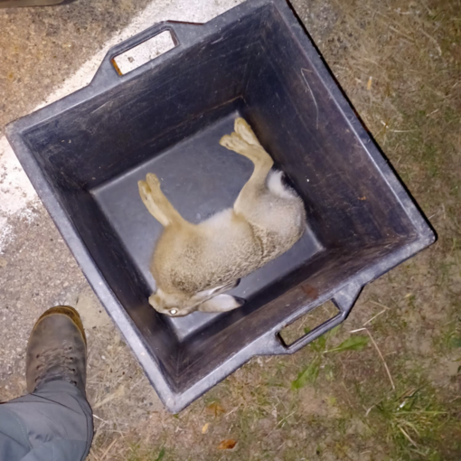 La lepre sequestrata La lepre sequestrata