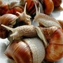 A Cherasco un convegno internazionale sulle lumache A Cherasco un convegno internazionale sulle lumache