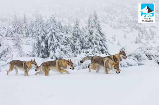 Un'escursione di tre giorni in Val Varaita fra mito, natura e teatro, alla ricerca del lupo