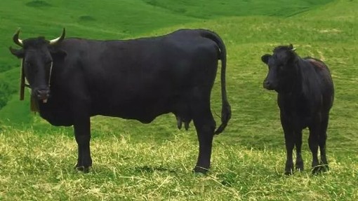 Unitre Cuneo, due appuntamenti tra fede e tradizioni d’Italia