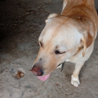 In zona Caraglio - San Pietro Del Gallo trovato un cane labrador color miele