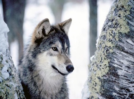 Confagricoltura: troppi lupi in Piemonte, occorre intervenire