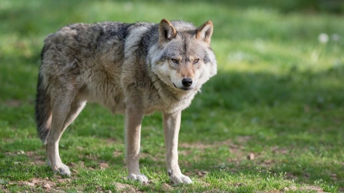 La denuncia di Coldiretti: "Un vitello predato dai lupi all'interno di una stalla nella pianura del Morozzese, serve intervenire" La denuncia di Coldiretti: "Un vitello predato dai lupi all'interno di una stalla nella pianura del Morozzese, serve intervenire"