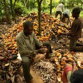 Lavorare il cacao in modo sostenibile per l'ambiente e le famiglie: la Ferrero ha presentato il suo programma