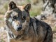Sistemi di protezione dai lupi: via al bando regionale