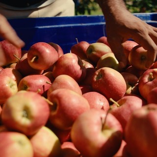 Dai frutteti alla tavola: la filiera corta di Lagnasco Group Dai frutteti alla tavola: la filiera corta di Lagnasco Group
