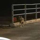 Il sindaco di Cervasca ai suoi concittadini: "C'è un lupo sul nostro territorio, non lasciate alimenti in giro"