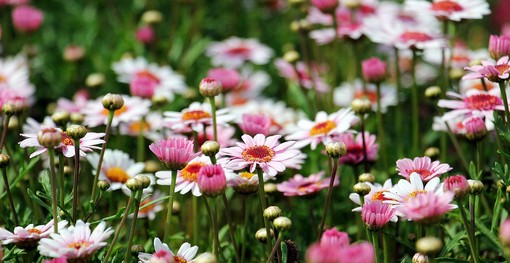 Borgo San Dalmazzo, il 9 maggio il laboratorio “Fai sbocciare un fiore… con le tue mani!” Borgo San Dalmazzo, il 9 maggio il laboratorio “Fai sbocciare un fiore… con le tue mani!”