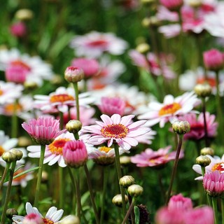 Borgo San Dalmazzo, il 9 maggio il laboratorio  “Fai sbocciare un fiore… con le tue mani!”