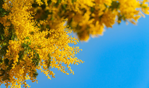 La Granda in festa per l'8 marzo: dalla musica di De André al tartufo nero, una domenica tra cultura e tradizione