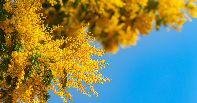 La Granda in festa per l'8 marzo: dalla musica di De André al tartufo nero, una domenica tra cultura e tradizione