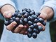 A Bra arriva “Il Sabato del Vignaiolo”