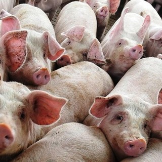 immagine di repertorio