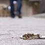 Fossano dice basta ai mozziconi: mobilitazione con Plastic Free il 6 giugno Fossano dice basta ai mozziconi: mobilitazione con Plastic Free il 6 giugno