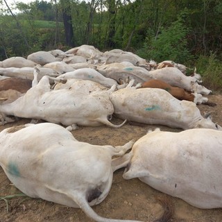 Vacche avvelenate dal sorgo a Sommariva del Bosco, la CIA: &quot;Allevatori esasperati da siccità e costi&quot;