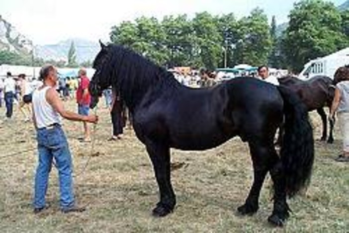 Il cavallo della razza Merens sarà il protagonista della rassegna di Sampeyre