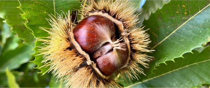 La castanicoltura del futuro tra frutto e foreste: a Chiusa di Pesio un talk per la 28ª Festa del Re Marrone La castanicoltura del futuro tra frutto e foreste: a Chiusa di Pesio un talk per la 28ª Festa del Re Marrone