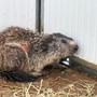 Trova il garage devastato e chiama i vigili del fuoco, il "colpevole" una marmotta nascosta nel vano motore dell'auto Trova il garage devastato e chiama i vigili del fuoco, il "colpevole" una marmotta nascosta nel vano motore dell'auto