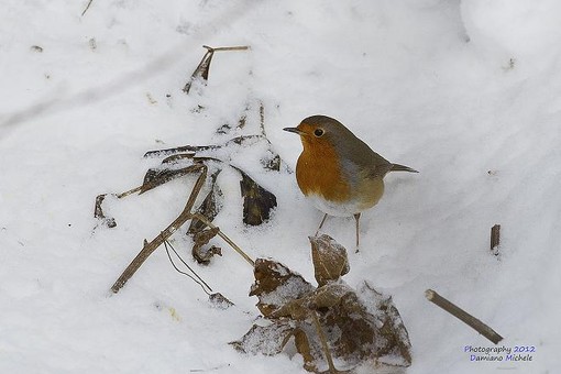 Un pettirosso nella neve Un pettirosso nella neve