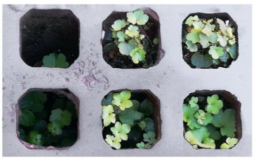 &quot;Verde Clandestino&quot;: a Garessio la mostra che celebra le &quot;erbacce&quot; urbane